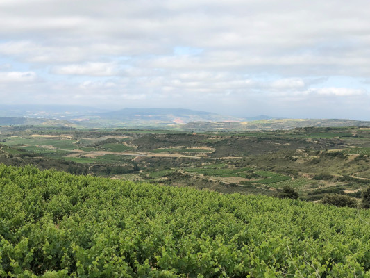 Weinberge in der Rioja