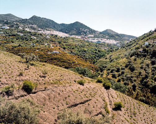 Weinberge in der Region Malaga
