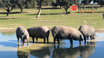 BEHER - Iberischer Chorizo Bellota 