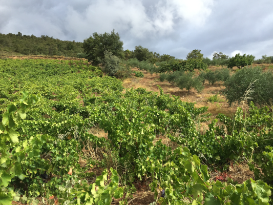 Weinberge in dem Anbaugebiet Navarra